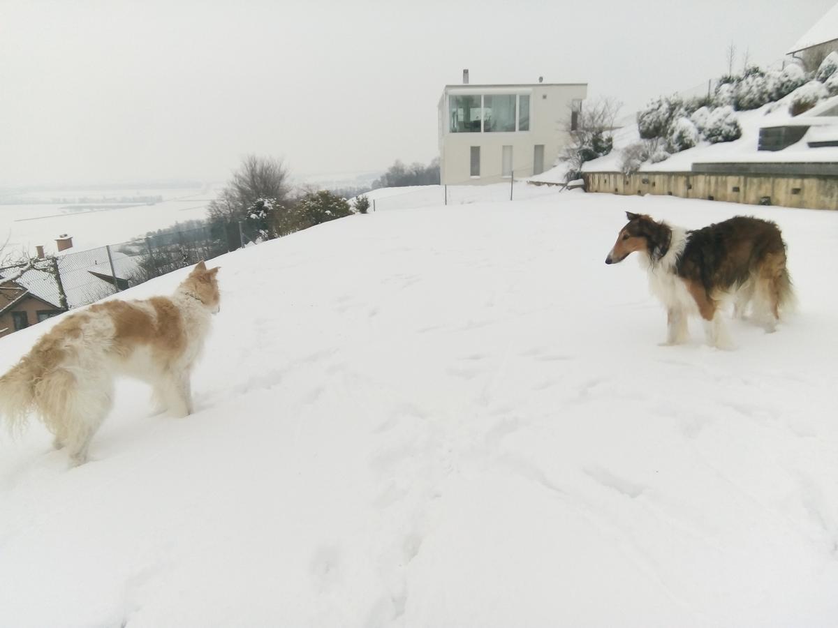 瑞士波尔佐伊住宿加早餐旅馆 Vully-les-Lacs 外观 照片